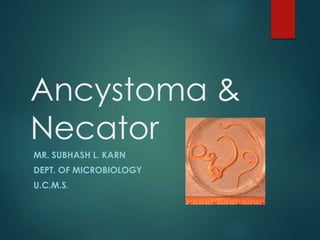 Ancystoma &
Necator
MR. SUBHASH L. KARN
DEPT. OF MICROBIOLOGY
U.C.M.S.
 