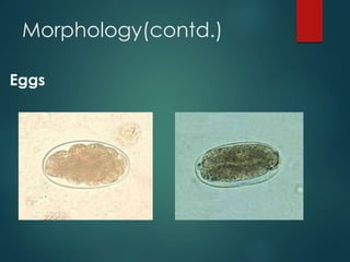 Morphology(contd.)
Eggs
 