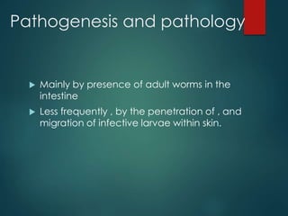 Pathogenesis and pathology
 Mainly by presence of adult worms in the
intestine
 Less frequently , by the penetration of , and
migration of infective larvae within skin.
 