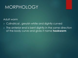 MORPHOLOGY
Adult worm
 Cylindrical , greyish white and slightly curved
 The anterior end is bent slightly in the same direction
of the body curve and gives it name hookworm
 