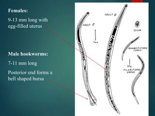 Females:
9-13 mm long with
egg-filled uterus
Male hookworms:
7-11 mm long
Posterior end forms a
bell shaped bursa
 