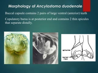 Morphology of Ancylostoma duodenale
Buccal capsule contains 2 pairs of large ventral (anterior) teeth
Copulatory bursa is at posterior end and contains 2 thin spicules
that separate distally.
 
