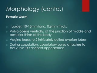 Morphology (contd.)
Female worm
o Larger, 10-13mm long, 0.6mm thick,
o Vulva opens ventrally, at the junction of middle and
posterior thirds of the body
o Vagina leads to 2 intricately coiled ovarian tubes
o During copulation, copulatory bursa attaches to
the vulva Y shaped appearance
 