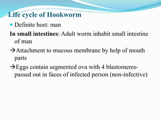 Life cycle of Hookworm
 Definite host: man
In small intestines: Adult worm inhabit small intestine
of man
Attachment to mucous membrane by help of mouth
parts
Eggs contain segmented ova with 4 blastomeres-
passed out in faces of infected person (non-infective)
 