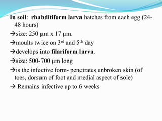 In soil: rhabditiform larva hatches from each egg (24-
48 hours)
size: 250 µm x 17 µm.
moults twice on 3rd and 5th day
develops into filariform larva.
size: 500-700 µm long
is the infective form- penetrates unbroken skin (of
toes, dorsum of foot and medial aspect of sole)
 Remains infective up to 6 weeks
 