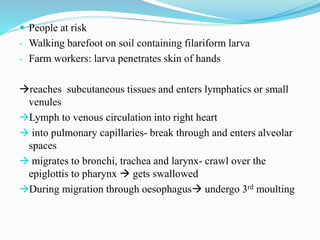  People at risk
- Walking barefoot on soil containing filariform larva
- Farm workers: larva penetrates skin of hands
reaches subcutaneous tissues and enters lymphatics or small
venules
Lymph to venous circulation into right heart
 into pulmonary capillaries- break through and enters alveolar
spaces
 migrates to bronchi, trachea and larynx- crawl over the
epiglottis to pharynx  gets swallowed
During migration through oesophagus undergo 3rd moulting
 