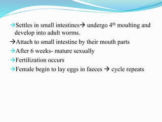 Settles in small intestines undergo 4th moulting and
develop into adult worms.
Attach to small intestine by their mouth parts
After 6 weeks- mature sexually
Fertilization occurs
Female begin to lay eggs in faeces  cycle repeats
 
