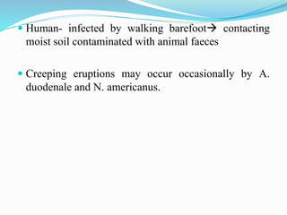  Human- infected by walking barefoot contacting
moist soil contaminated with animal faeces
 Creeping eruptions may occur occasionally by A.
duodenale and N. americanus.
 