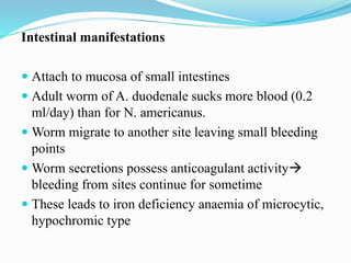Intestinal manifestations
 Attach to mucosa of small intestines
 Adult worm of A. duodenale sucks more blood (0.2
ml/day) than for N. americanus.
 Worm migrate to another site leaving small bleeding
points
 Worm secretions possess anticoagulant activity
bleeding from sites continue for sometime
 These leads to iron deficiency anaemia of microcytic,
hypochromic type
 