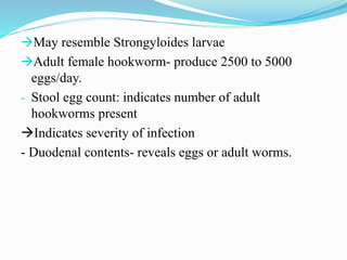 May resemble Strongyloides larvae
Adult female hookworm- produce 2500 to 5000
eggs/day.
- Stool egg count: indicates number of adult
hookworms present
Indicates severity of infection
- Duodenal contents- reveals eggs or adult worms.
 