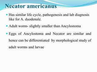 Necator americanus
 Has similar life cycle, pathogenesis and lab diagnosis
like for A. duodenale.
 Adult worm- slightly smaller than Ancylostoma
 Eggs of Ancylostoma and Necator are similar and
hence can be differentiated by morphological study of
adult worms and larvae
 