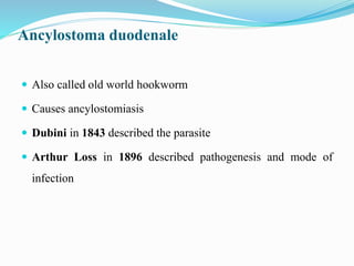 Ancylostoma duodenale
 Also called old world hookworm
 Causes ancylostomiasis
 Dubini in 1843 described the parasite
 Arthur Loss in 1896 described pathogenesis and mode of
infection
 