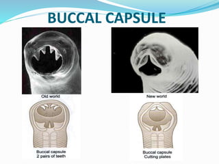BUCCAL CAPSULE
 