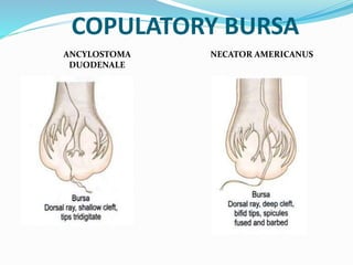 COPULATORY BURSA
ANCYLOSTOMA
DUODENALE
NECATOR AMERICANUS
 