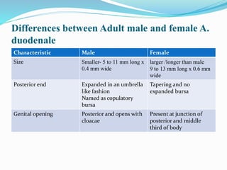 Differences between Adult male and female A.
duodenale
Characteristic Male Female
Size Smaller- 5 to 11 mm long x
0.4 mm wide
larger /longer than male
9 to 13 mm long x 0.6 mm
wide
Posterior end Expanded in an umbrella
like fashion
Named as copulatory
bursa
Tapering and no
expanded bursa
Genital opening Posterior and opens with
cloacae
Present at junction of
posterior and middle
third of body
 