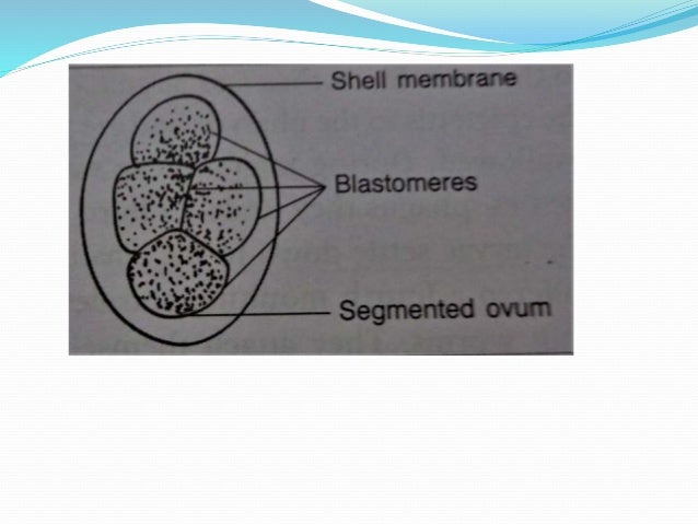 Hookworm ancylostoma duodenale diagram 