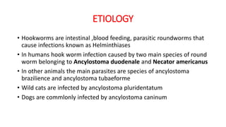 ETIOLOGY
• Hookworms are intestinal ,blood feeding, parasitic roundworms that
cause infections known as Helminthiases
• In humans hook worm infection caused by two main species of round
worm belonging to Ancylostoma duodenale and Necator americanus
• In other animals the main parasites are species of ancylostoma
brazilience and ancylostoma tubaeforme
• Wild cats are infected by ancylostoma pluridentatum
• Dogs are commlonly infected by ancylostoma caninum
 