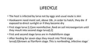 LIFECYCLE
• The host is infected by larva not by eggs and usual route is skin
• Hookworm need moist soil, above 18c ,in order to hatch, they die if
exposed to direct sunlight or if they become dry
• First stage larva [L1]are noninfective ,feed on soil microorganism until
they moult into second stage larva[L2]
• First and second stage larva are in rhabditiform stage
• After feeding for seven days they moult into Third stage
larva[L3]known as filariform stage .This is nonfeeding ,infective stage`
 