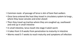 • Common route of passage of larva is skin of bare foot walkers
• Once larva entered the host they travel in circulatory system to lungs ,
where they leave venules and enter alveoli
• Then they travel up trachea where they are coughed up, swallowed
and end up in small intestine
• In small intestine, larva moult into stage 4 adult worm
• It takes from 5-9 weeks from penetration to maturity in intestine
• Worms need 5-7 weeks to reach maturity and symptoms of infection
 