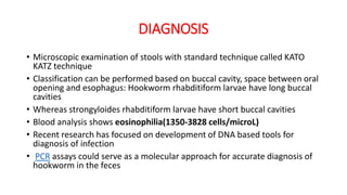 DIAGNOSIS
• Microscopic examination of stools with standard technique called KATO
KATZ technique
• Classification can be performed based on buccal cavity, space between oral
opening and esophagus: Hookworm rhabditiform larvae have long buccal
cavities
• Whereas strongyloides rhabditiform larvae have short buccal cavities
• Blood analysis shows eosinophilia(1350-3828 cells/microL)
• Recent research has focused on development of DNA based tools for
diagnosis of infection
• PCR assays could serve as a molecular approach for accurate diagnosis of
hookworm in the feces
 