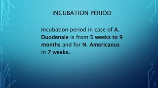 INCUBATION PERIOD
Incubation period in case of A.
Duodenale is from 5 weeks to 9
months and for N. Americanus
in 7 weeks.
 