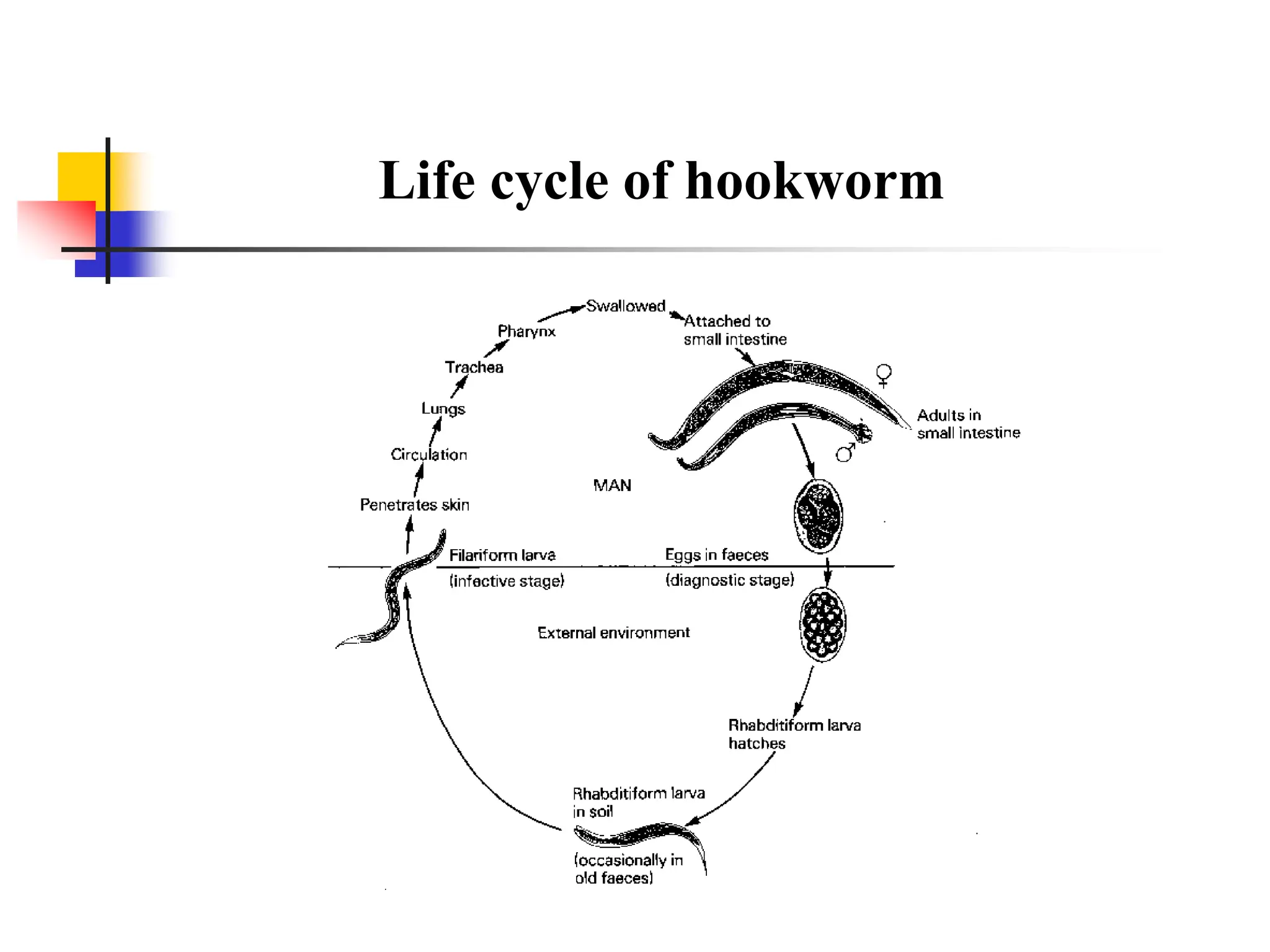 Life cycle of hookworm
 