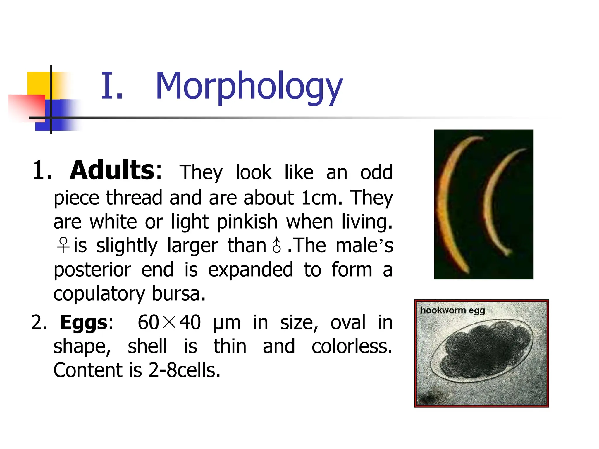 I. Morphology
1. Adults: They look like an odd
piece thread and are about 1cm. They
are white or light pinkish when living.
♀is slightly larger than♂.The male’s
posterior end is expanded to form a
copulatory bursa.
2. Eggs: 60×40 µm in size, oval in
shape, shell is thin and colorless.
Content is 2-8cells.
 
