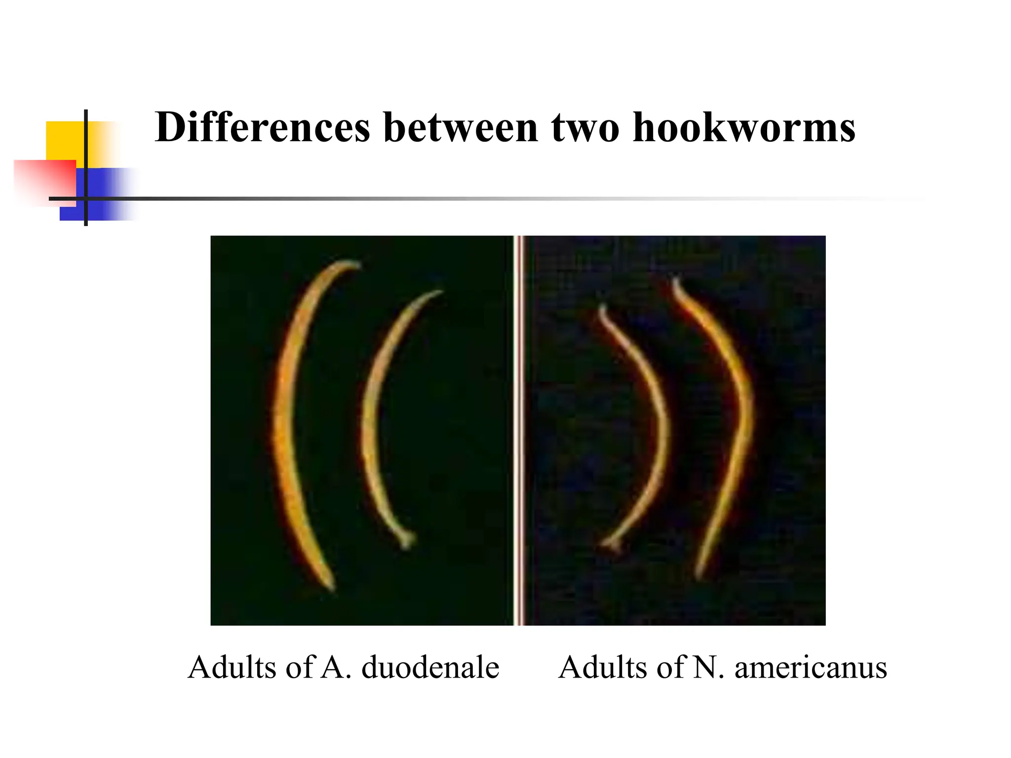 Adults of A. duodenale Adults of N. americanus
Differences between two hookworms
 