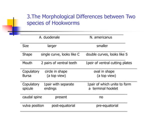3.The Morphological Differences between Two
species of Hookworms
_____________________________________________________
A. duodenale N. americanus
______________________________________________________
Size larger smaller
______________________________________________________
Shape single curve, looks like C double curves, looks like S
______________________________________________________
Mouth 2 pairs of ventral teeth 1peir of ventral cutting plates
____________________________________________________________
Copulatory circle in shape oval in shape
Bursa (a top view) (a top view)
____________________________________________________________
Copulatory 1pair with separate 1pair of which unite to form
spicule endings a terminal hooklet
_______________________________________________________
caudal spine present no
_______________________________________________________
vulva position post-equatorial pre-equatorial
_______________________________________________________
 