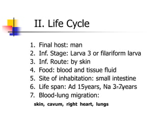 II. Life Cycle
1. Final host: man
2. Inf. Stage: Larva 3 or filariform larva
3. Inf. Route: by skin
4. Food: blood and tissue fluid
5. Site of inhabitation: small intestine
6. Life span: Ad 15years, Na 3-7years
7. Blood-lung migration:
skin, cavum, right heart, lungs
 