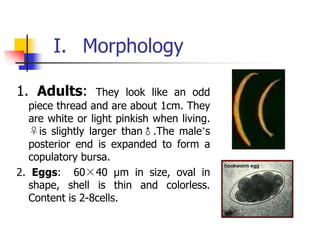 I. Morphology
1. Adults: They look like an odd
piece thread and are about 1cm. They
are white or light pinkish when living.
♀is slightly larger than♂.The male’s
posterior end is expanded to form a
copulatory bursa.
2. Eggs: 60×40 µm in size, oval in
shape, shell is thin and colorless.
Content is 2-8cells.
 
