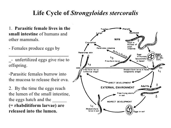 Hookworm Life Cycle Diagram B3E