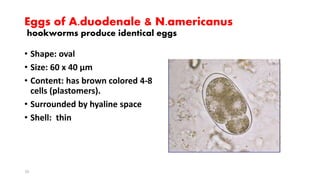 Eggs of A.duodenale & N.americanus
hookworms produce identical eggs
• Shape: oval
• Size: 60 x 40 µm
• Content: has brown colored 4-8
cells (plastomers).
• Surrounded by hyaline space
• Shell: thin
10
 