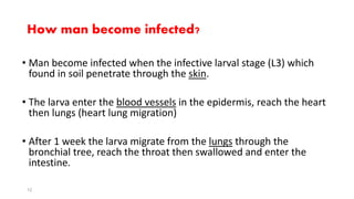 How man become infected?
• Man become infected when the infective larval stage (L3) which
found in soil penetrate through the skin.
• The larva enter the blood vessels in the epidermis, reach the heart
then lungs (heart lung migration)
• After 1 week the larva migrate from the lungs through the
bronchial tree, reach the throat then swallowed and enter the
intestine.
12
 