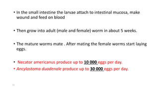 • In the small intestine the larvae attach to intestinal mucosa, make
wound and feed on blood
• Then grow into adult (male and female) worm in about 5 weeks.
• The mature worms mate . After mating the female worms start laying
eggs.
• Necator americanus produce up to 10 000 eggs per day.
• Ancylostoma duodenale produce up to 30 000 eggs per day.
13
 