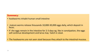 Summary:
• hookworms inhabit human small intestine
• mature worms release thousands 10,000-30,000 eggs daily, which deposit in
feces.
• If the eggs remain in the intestine for 2-3 days eg. like in constipation, the eggs
will continue development and larva may hatch in stool.
• The hookworms are not seen stool because they attach to the intestinal mucosa.
24
 