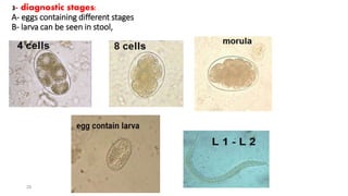 3- diagnostic stages:
A- eggs containing different stages
B- larva can be seen in stool,
26
After 8
hours
 
