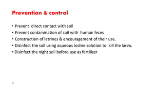 Prevention & control
• Prevent direct contact with soil
• Prevent contamination of soil with human feces
• Construction of latrines & encouragement of their use.
• Disinfect the soil using aqueous iodine solution to kill the larva.
• Disinfect the night soil before use as fertilizer
28
 