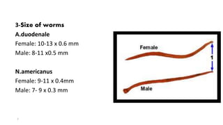 3-Size of worms
A.duodenale
Female: 10-13 x 0.6 mm
Male: 8-11 x0.5 mm
N.americanus
Female: 9-11 x 0.4mm
Male: 7- 9 x 0.3 mm
7
 