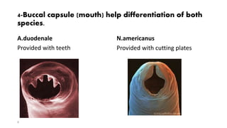 4-Buccal capsule (mouth) help differentiation of both
species.
A.duodenale
Provided with teeth
8
N.americanus
Provided with cutting plates
 