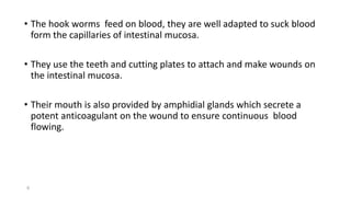 • The hook worms feed on blood, they are well adapted to suck blood
form the capillaries of intestinal mucosa.
• They use the teeth and cutting plates to attach and make wounds on
the intestinal mucosa.
• Their mouth is also provided by amphidial glands which secrete a
potent anticoagulant on the wound to ensure continuous blood
flowing.
9
 