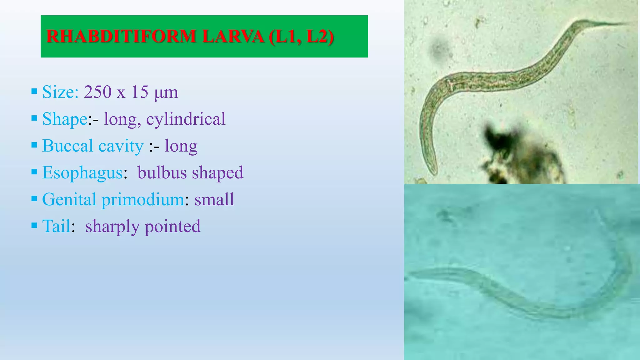 RHABDITIFORM LARVA (L1, L2)
 Size: 250 x 15 μm
 Shape:- long, cylindrical
 Buccal cavity :- long
 Esophagus: bulbus shaped
 Genital primodium: small
 Tail: sharply pointed
 