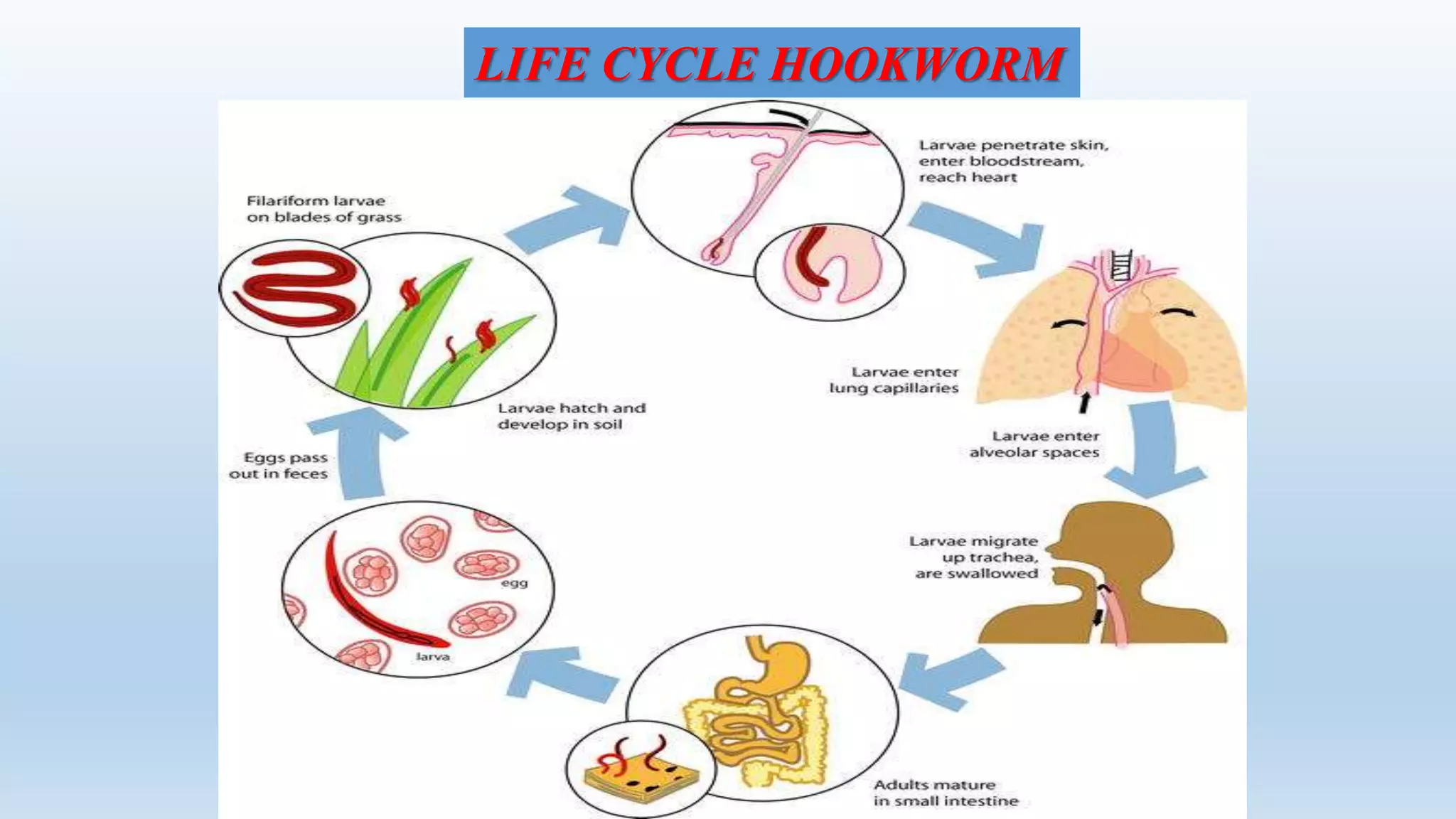 LIFE CYCLE HOOKWORM
 