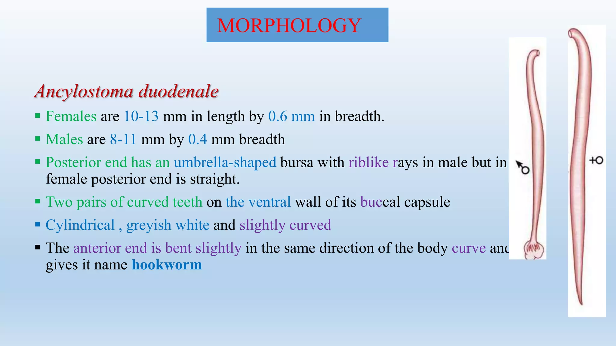 MORPHOLOGY
Ancylostoma duodenale
 Females are 10-13 mm in length by 0.6 mm in breadth.
 Males are 8-11 mm by 0.4 mm breadth
 Posterior end has an umbrella-shaped bursa with riblike rays in male but in
female posterior end is straight.
 Two pairs of curved teeth on the ventral wall of its buccal capsule
 Cylindrical , greyish white and slightly curved
 The anterior end is bent slightly in the same direction of the body curve and
gives it name hookworm
 