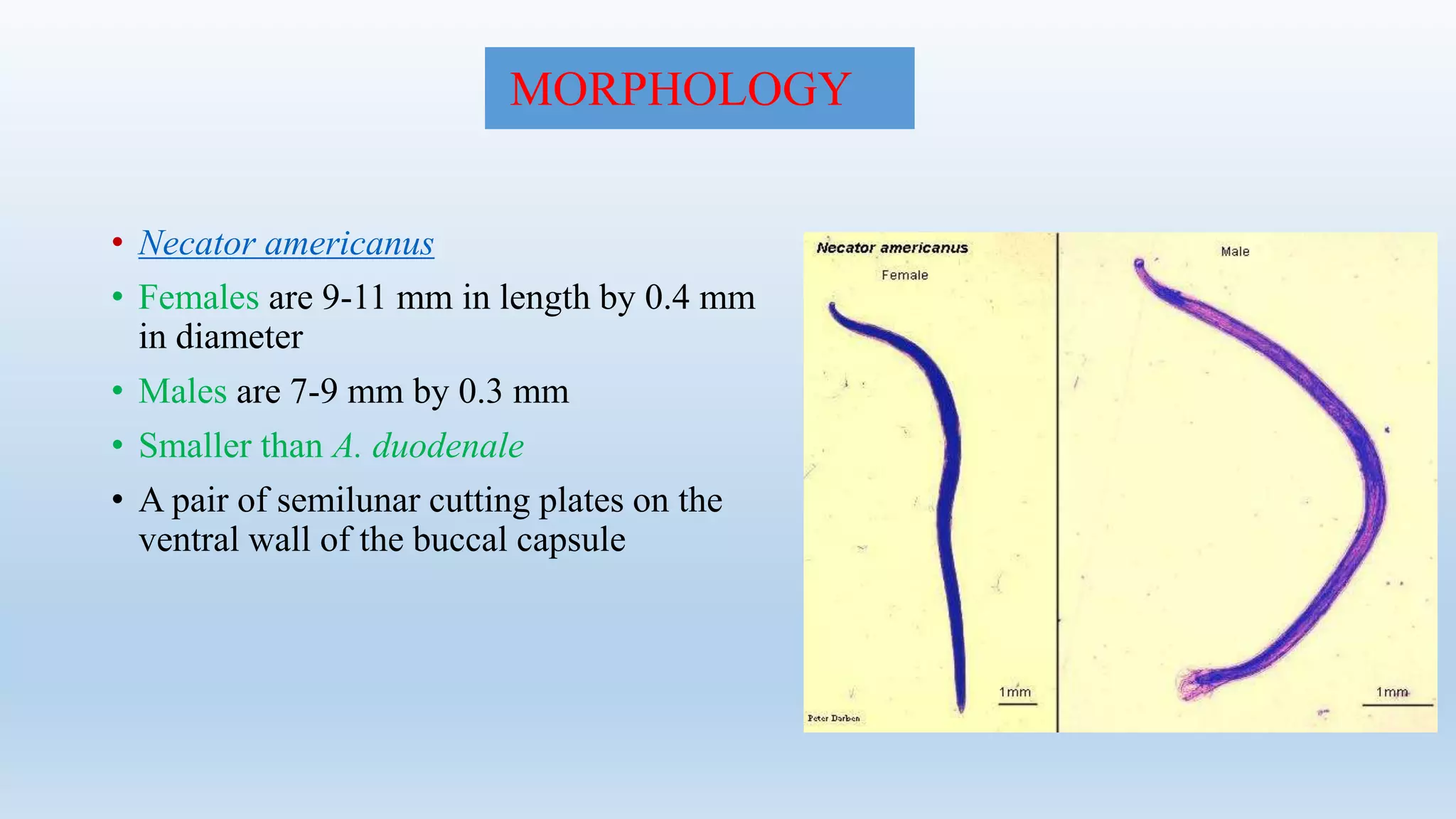 • Necator americanus
• Females are 9-11 mm in length by 0.4 mm
in diameter
• Males are 7-9 mm by 0.3 mm
• Smaller than A. duodenale
• A pair of semilunar cutting plates on the
ventral wall of the buccal capsule
MORPHOLOGY
 