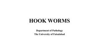 HOOK WORMS
Department of Pathology
The University of Faisalabad
 