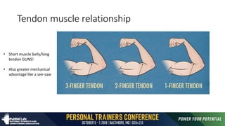 Tendon muscle relationship
• Short muscle belly/long
tendon GUNS!
• Also greater mechanical
advantage like a see-saw
 