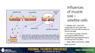 Influences
of muscle
size –
satellite cells
• Satellite cells - stem cells
responsible for the repair and
growth of muscle after workout or
trauma damage
• can exist in variable amounts
and respond differently to
strength training programming by
increasing from 0 to 60%.
• (Roth, 2007 and Petrella, 2008)
Brett Contreras
 