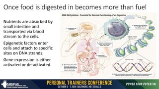 Once food is digested in becomes more than fuel
Nutrients are absorbed by
small intestine and
transported via blood
stream to the cells.
Epigenetic factors enter
cells and attach to specific
sites on DNA strands.
Gene expression is either
activated or de-activated.
 