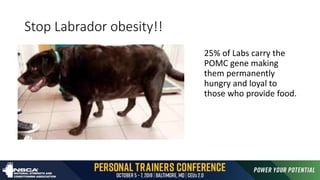 Stop Labrador obesity!!
25% of Labs carry the
POMC gene making
them permanently
hungry and loyal to
those who provide food.
 
